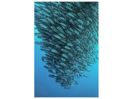 canvas-print-schooling-jackfishes