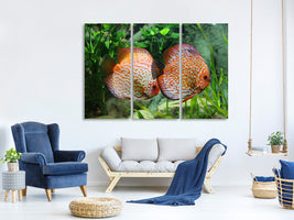 3-piece-canvas-print-2-fish