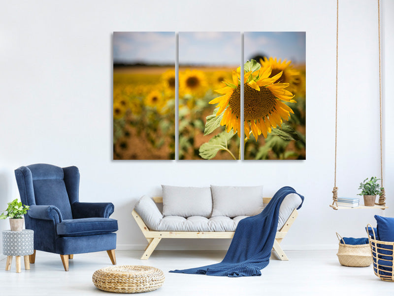 3-piece-canvas-print-a-sunflower-in-the-field