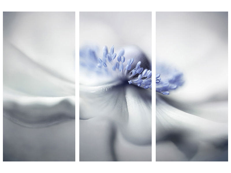 3-piece-canvas-print-anemone-spirit