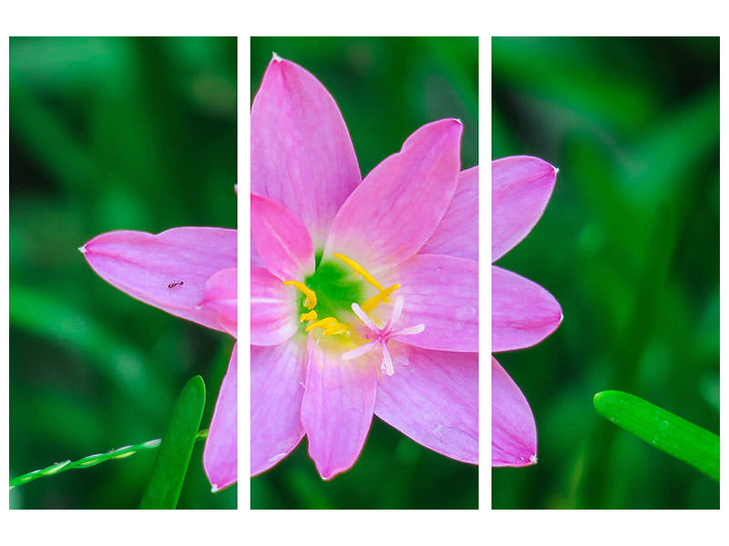 3-piece-canvas-print-close-up-of-pink-blossom