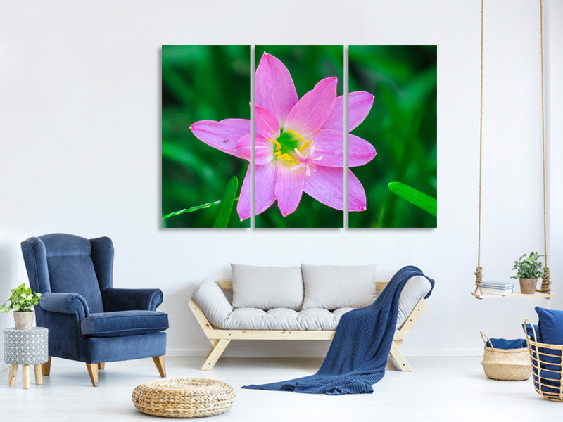 3-piece-canvas-print-close-up-of-pink-blossom