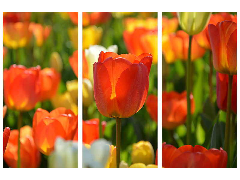 3-piece-canvas-print-close-up-tulip-field
