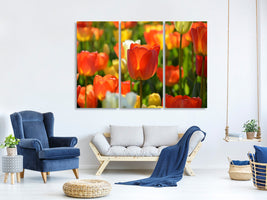 3-piece-canvas-print-close-up-tulip-field