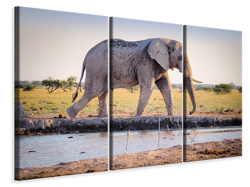 3-piece-canvas-print-elephant-in-the-nature