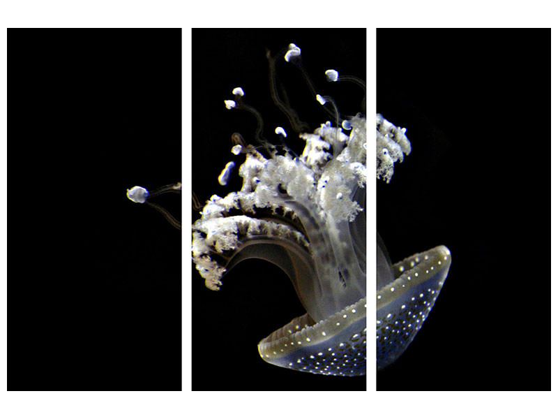 3-piece-canvas-print-fascinating-jellyfish