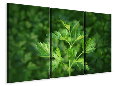3-piece-canvas-print-fresh-parsley