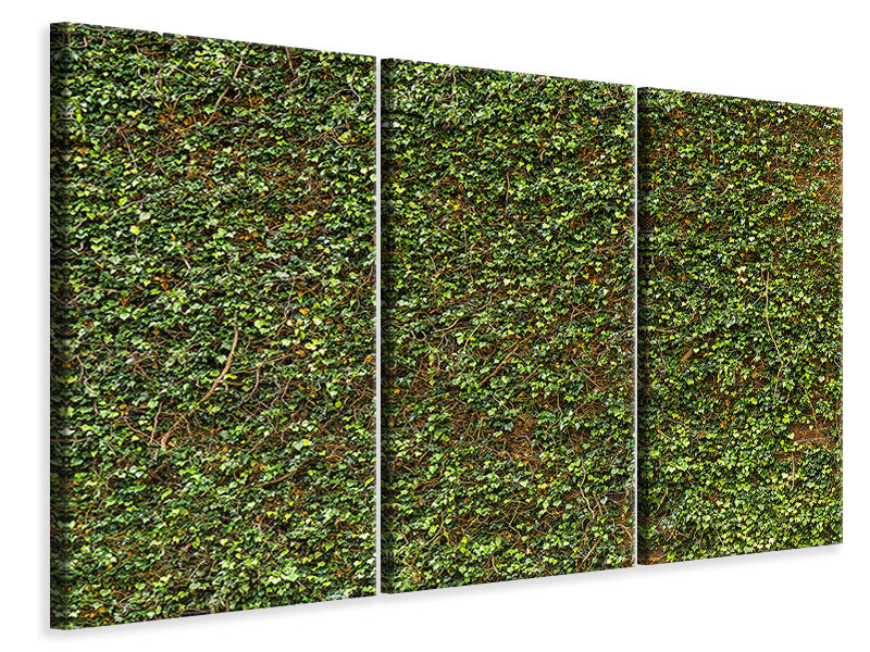 3-piece-canvas-print-green-ivy-leaves-wall