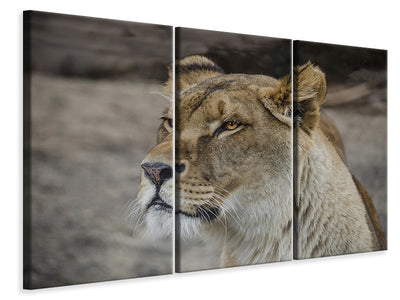 3-piece-canvas-print-head-of-a-lioness