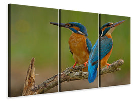 3-piece-canvas-print-kingfisher