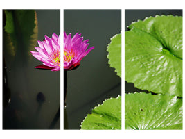 3-piece-canvas-print-lotus-flower-in-pink