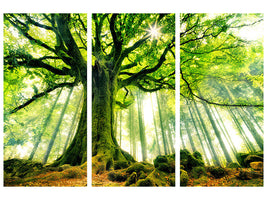 3-piece-canvas-print-ponthus-beech