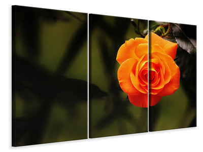 3-piece-canvas-print-the-blossom-of-the-rose