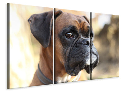 3-piece-canvas-print-the-boxer-look