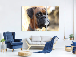 3-piece-canvas-print-the-boxer-look