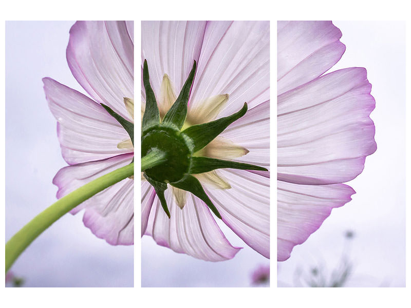 3-piece-canvas-print-the-cosmos-flower