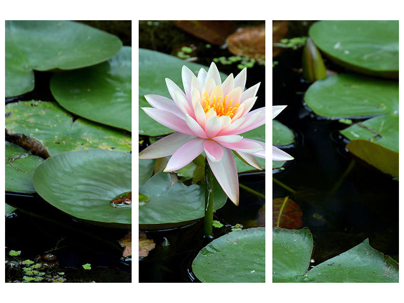 3-piece-canvas-print-the-proud-water-lily