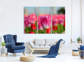 3-piece-canvas-print-tulip-field-in-pink-red
