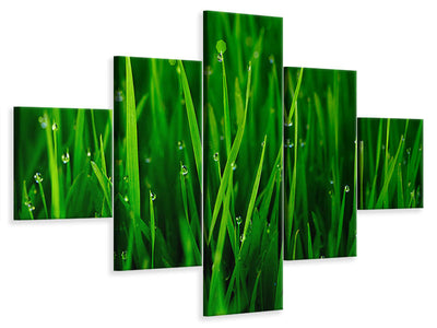 5-piece-canvas-print-grass-with-morning-dew