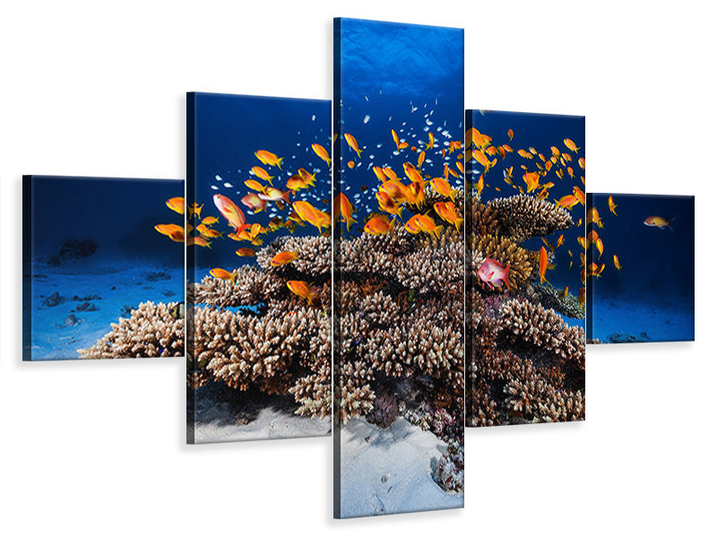 5-piece-canvas-print-marine-life
