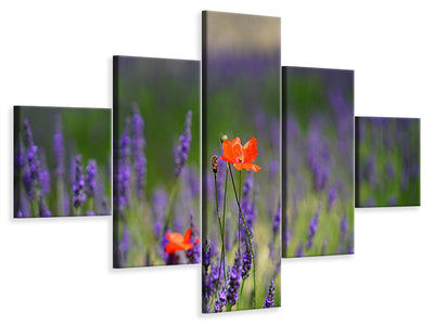 5-piece-canvas-print-poppy-in-the-lavender