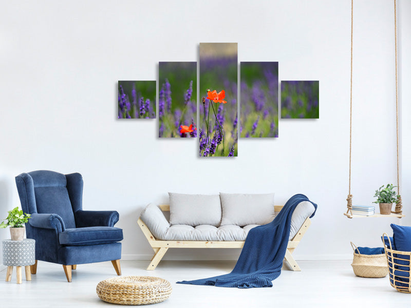 5-piece-canvas-print-poppy-in-the-lavender