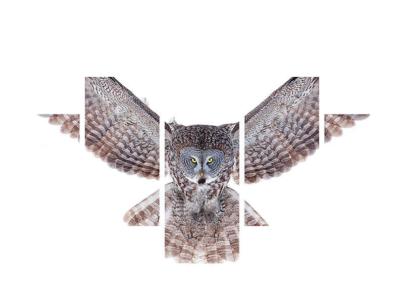5-piece-canvas-print-power-great-grey-owl