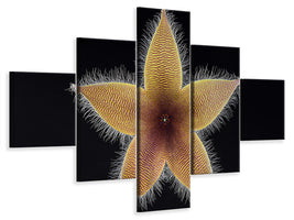 5-piece-canvas-print-stapelia-grandiflora