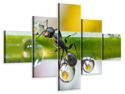 5-piece-canvas-print-the-ant-between-the-drops