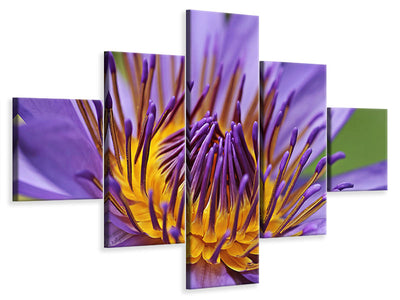 5-piece-canvas-print-xxl-water-lily-in-purple