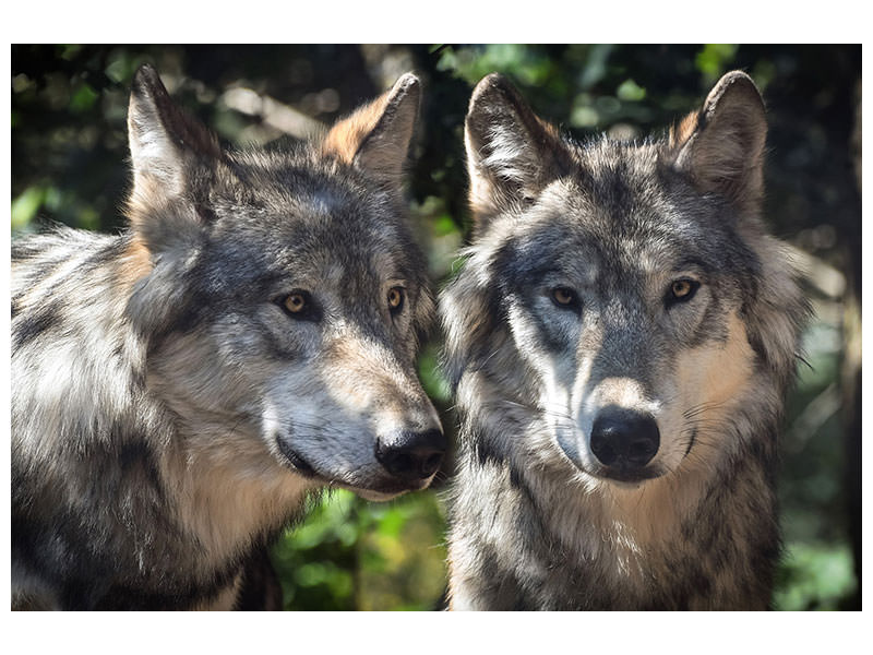 canvas-print-2-wolves