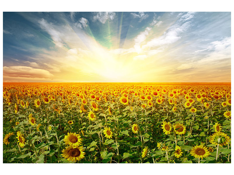 canvas-print-a-field-full-of-sunflowers
