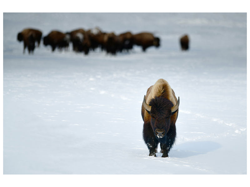 canvas-print-alpha-male-bison