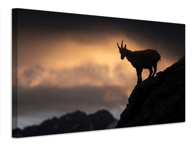 canvas-print-alpine-ibex-x
