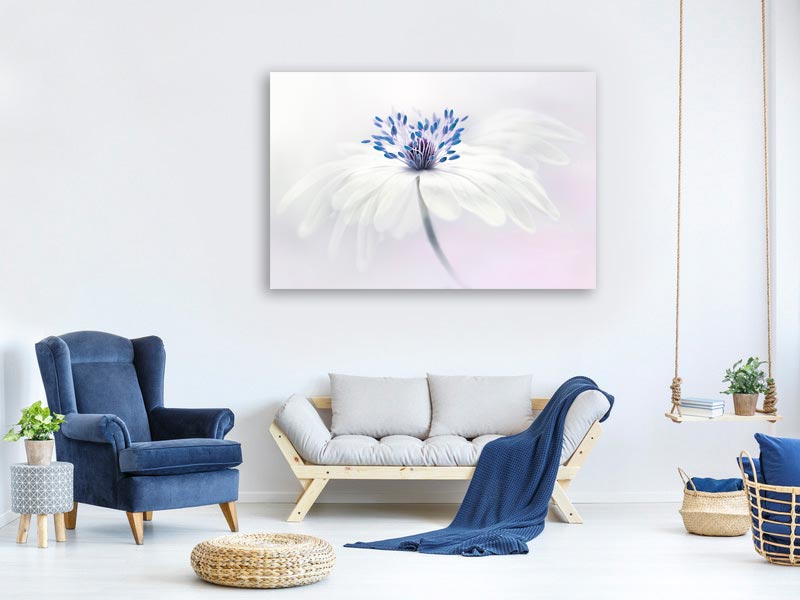 canvas-print-anemone-blanda-x