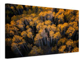 canvas-print-aspen-in-autumn-x