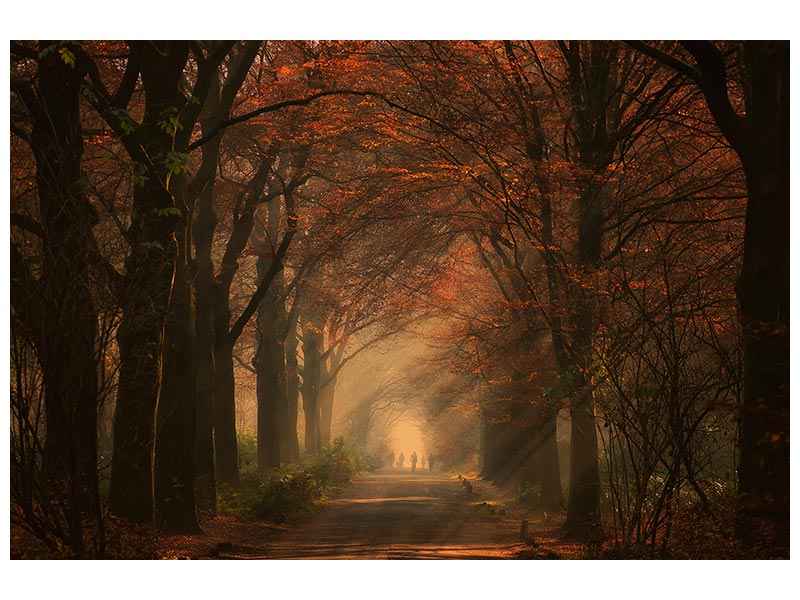 canvas-print-autumn-walk-x