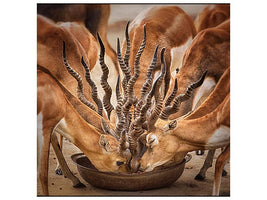 canvas-print-bouqet-of-horns-x