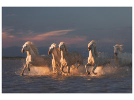 canvas-print-camargue-horses-on-sunset-xve