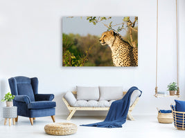 canvas-print-cheetah-in-nature