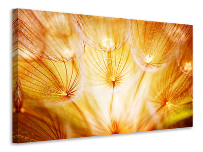 canvas-print-close-up-dandelion-in-light