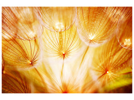 canvas-print-close-up-dandelion-in-light