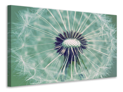 canvas-print-close-up-dandelion