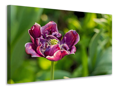 canvas-print-dark-tulip-in-nature