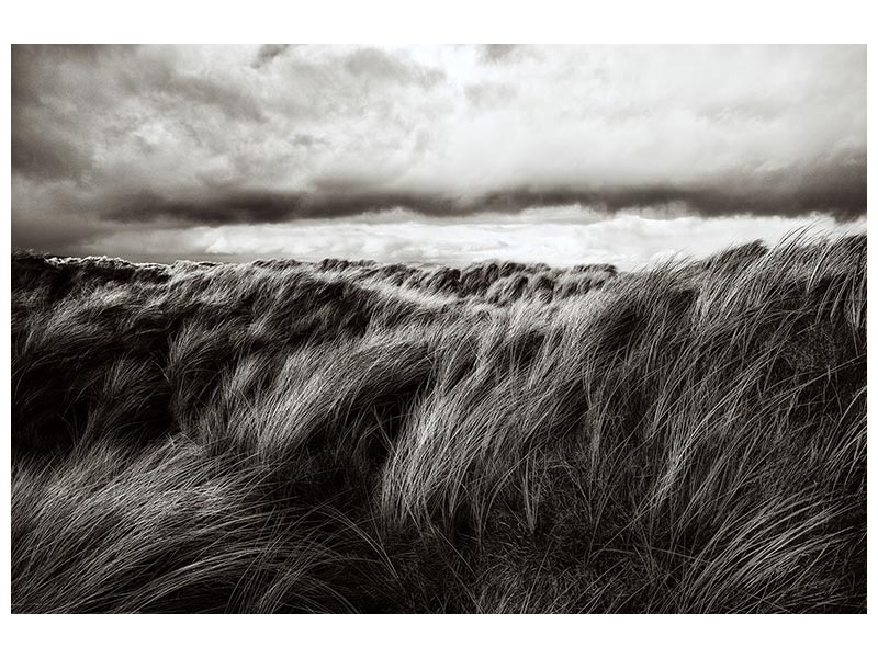canvas-print-dunes-of-grass-x