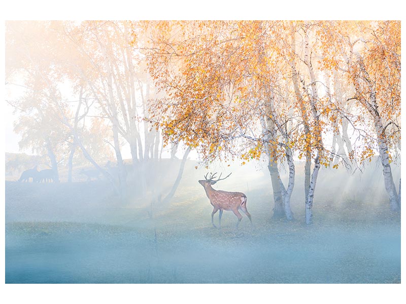 canvas-print-elk-lost-in-mist-x