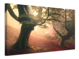 canvas-print-fangorn-forest-x