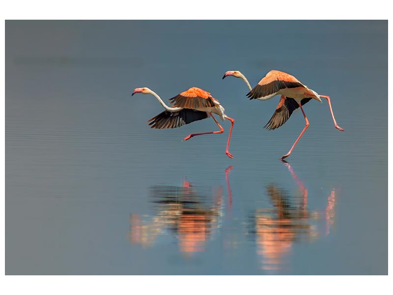 canvas-print-flamingo-landing-x