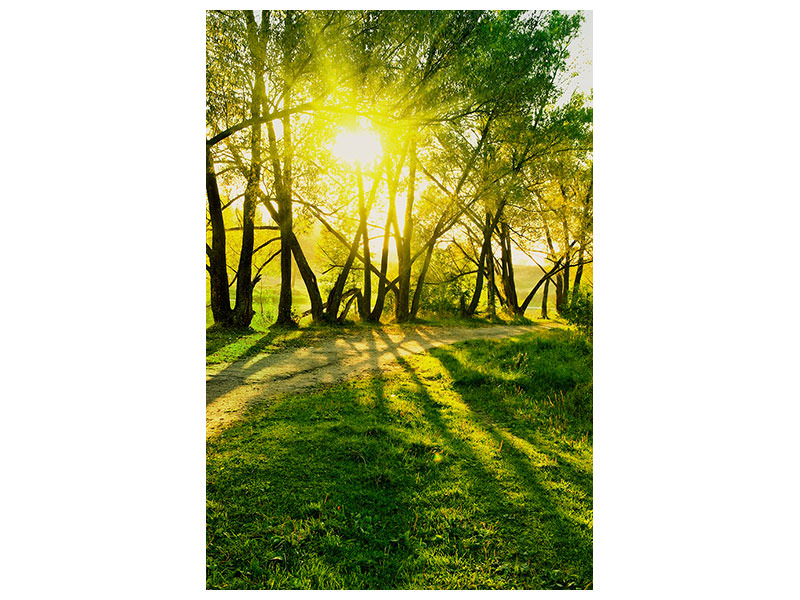 canvas-print-forest-path-in-sunlight