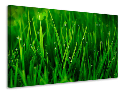 canvas-print-grass-with-morning-dew